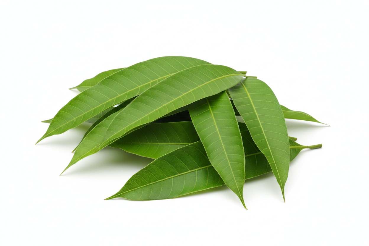 a pile of individual mango leaves on a white background, representing the Zynamite® added to the Move Blend Supplement